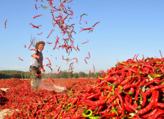 Estudio sugiere que comer chiles podría alargar la vida