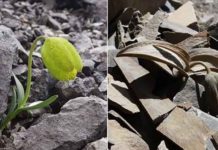 Planta evoluciona para hacerse menos visible a los humanos