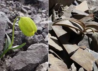 Planta evoluciona para hacerse menos visible a los humanos