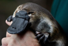 Descubren que los ornitorrincos son fluorescentes