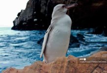 Descubren raro pingüino blanco en islas Galápagos