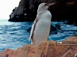 Descubren raro pingüino blanco en islas Galápagos