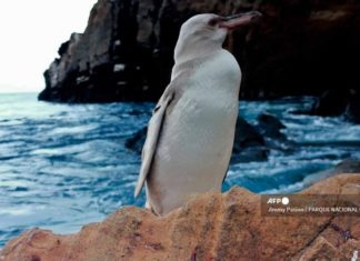 Descubren raro pingüino blanco en islas Galápagos