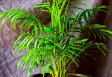 Plantas que quizá no sabías que ayudan a combatir el estrés