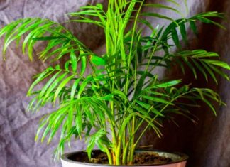 Plantas que quizá no sabías que ayudan a combatir el estrés
