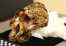 Descubren el cráneo de dos millones de años de un “primo” ancestral de los humanos