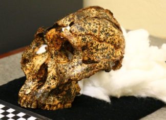 Descubren el cráneo de dos millones de años de un “primo” ancestral de los humanos