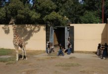 Tendrá zoológico Tamatán nuevo integrante