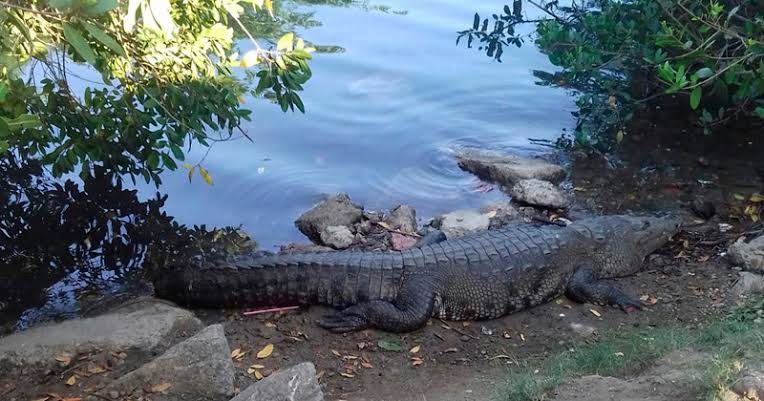 Cocodrilos y Jabalíes, atemorizan a residentes en colonia de Madero