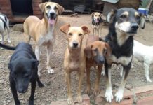 Prohibición de venta de cohetes, buena noticia para asociaciones de protección animal