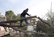 Dos árboles caídos por fuertes vientos.