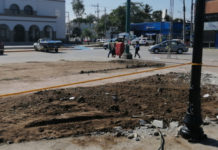Bajo resguardo árboles y plantas de ornato retirados de la plaza Constitución