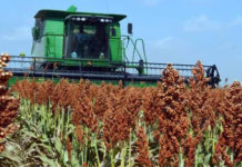 Recortes presupuestales afectarán más a la siembra de sorgo