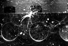 Dos arañas a bordo de la EEI aprendieron un inesperado ‘truco’ para orientarse bajo gravedad cero