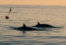Científicos afirman haber encontrado una nueva especie de ballena frente a las costas de México