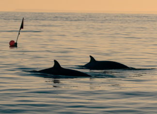 Científicos afirman haber encontrado una nueva especie de ballena frente a las costas de México