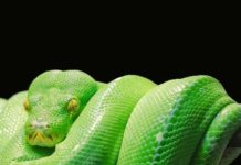 ¡Silencio! Serpientes hibernando paralizan fábrica de Tesla en Alemania