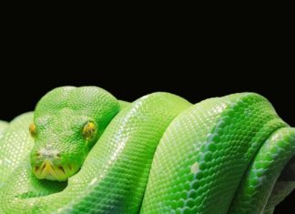 ¡Silencio! Serpientes hibernando paralizan fábrica de Tesla en Alemania