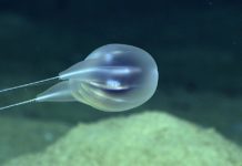 VIDEO: Encuentran una nueva especie con forma de globo gracias a imágenes en alta definición en las profundidades del océano