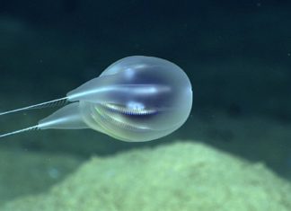 VIDEO: Encuentran una nueva especie con forma de globo gracias a imágenes en alta definición en las profundidades del océano