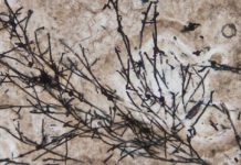 VIDEO: Hallan los organismos terrestres más antiguos jamás detectados, de hace 635 millones de años