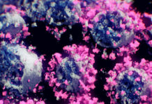 Un estudio concluye que los anticuerpos causados por otros coronavirus pueden ayudar a combatir el covid-19