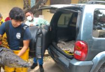 Bomberos de Madero han capturado tres cocodrilos en el año.