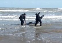 Policías estatales rescatan a delfín en playa de Matamoros