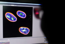 Científicos chinos proponen una terapia génica que aplaza el envejecimiento