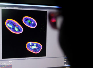 Científicos chinos proponen una terapia génica que aplaza el envejecimiento