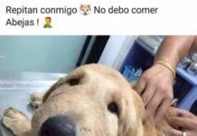 Abejas