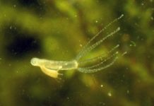 Científicos aseguran que el sueño es evolutivamente anterior al cerebro