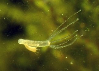 Científicos aseguran que el sueño es evolutivamente anterior al cerebro