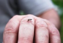 Tamaulipas libre de dengue, pero lluvias pueden cambiar el panorama