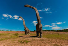 Los fósiles de un dinosaurio hallados en Argentina podrían pertenecer al animal más grande que pisó la Tierra