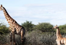 Científicos quedan atónitos al descubrir jirafas enanas (VIDEO)