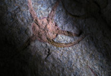 Descubren en Marruecos una estrella de mar fosilizada de hace 480 millones de años