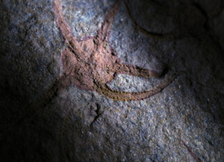 Descubren en Marruecos una estrella de mar fosilizada de hace 480 millones de años