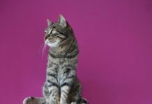 Hicieron fiesta de cumpleaños al gato… 15 invitados se contagiaron de covid