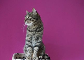 Hicieron fiesta de cumpleaños al gato… 15 invitados se contagiaron de covid