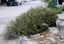 Pinos navideños desechados en las calles