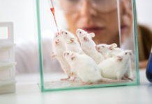 Calculan cuántos ratones y ratas usan anualmente los científicos en EE.UU.