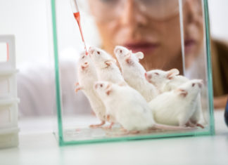 Calculan cuántos ratones y ratas usan anualmente los científicos en EE.UU.