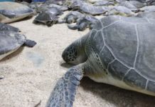 Se rescatan tortugas marinas afectadas por el frío