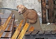 Exhortan a cuidar del frio a mascotas y ganado
