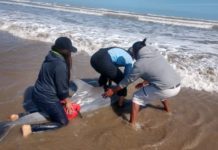 Policías encuentran otro delfín en Matamoros