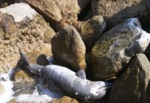 Encuentran tonina flotando en el río Panuco