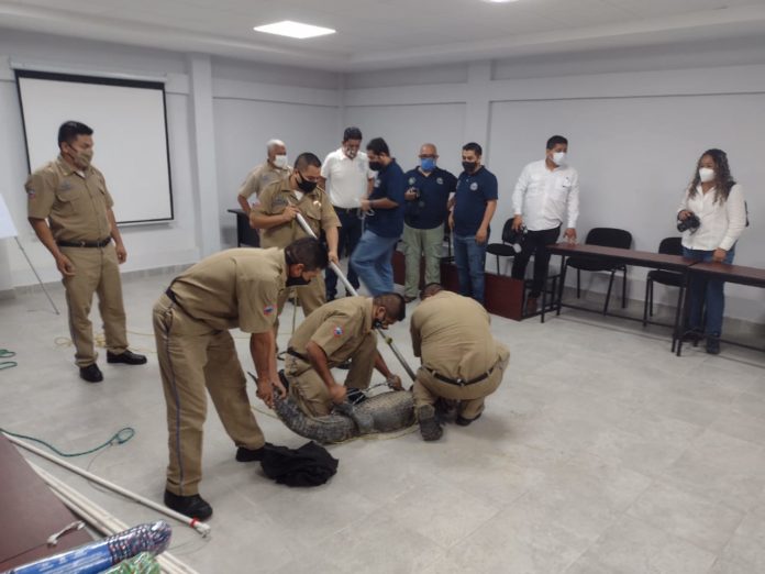 Manejo de Cocodrilos en Tampico
