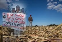 Pide diputado federal que federación ‘descongele’ los apoyos al campo