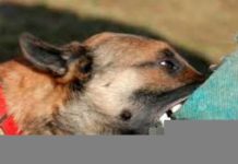 Aumentan ataques; serpientes y perros atacan a 333 personas